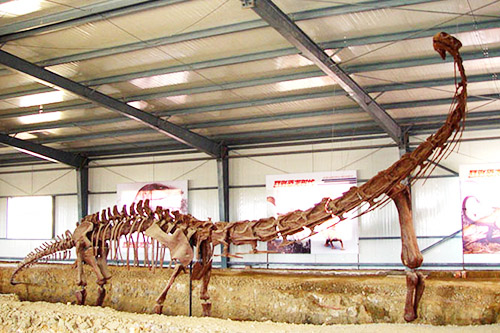 dinosaur skeleton replicas